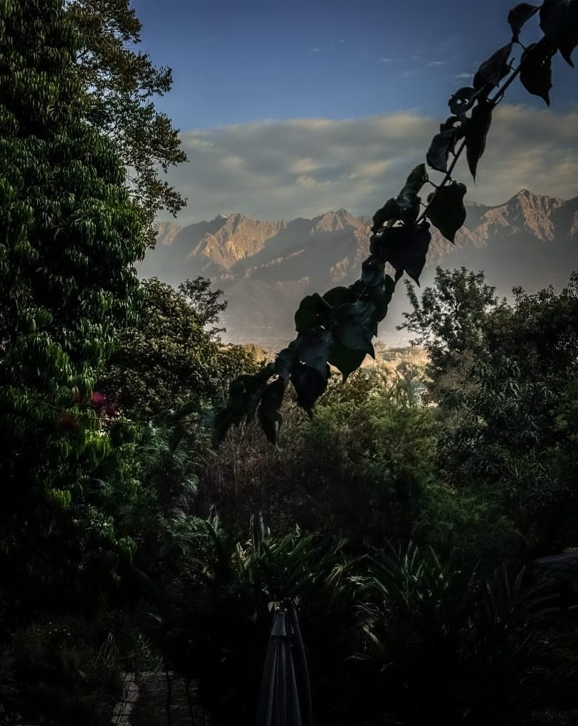 The Dhauladhar range seen through the trees