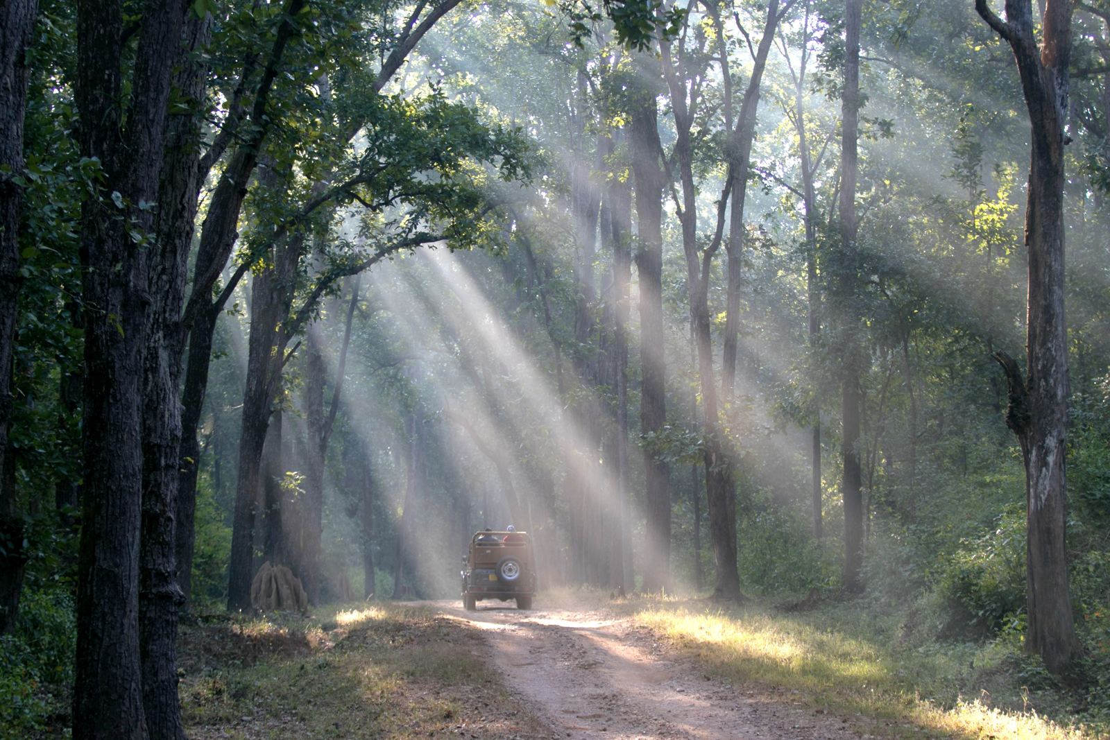Morning light through the sal forest at Kanha