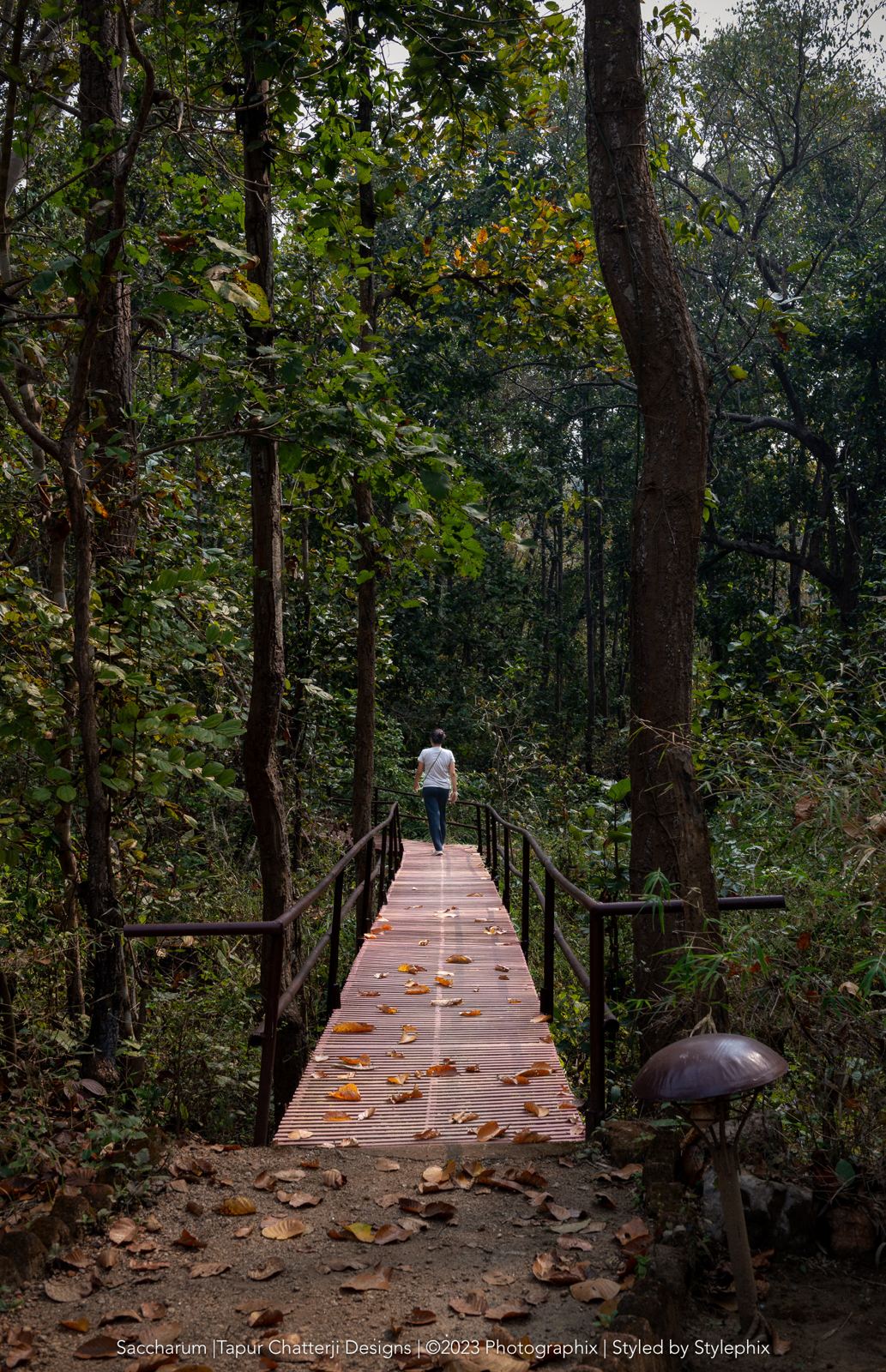 A wooden walkway leading into the forest